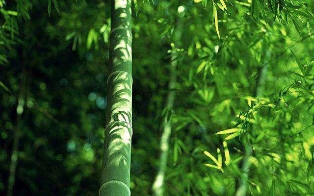 云雾缭绕吴王寨(夏敬明)(图2)