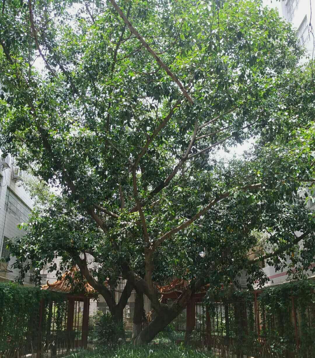 白景添：《灵山千年香荔红》（外五首）（图5）