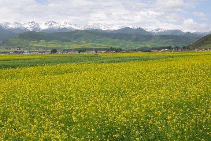 忠格杰：油菜花(外四首）