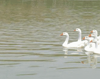 t012a19181a7430a1f2.gif