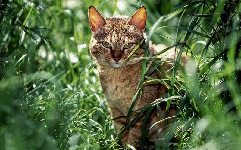 濒临灭绝物种 · 小型猫科动物 —— 野猫