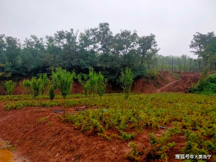 寻访石壕村(洛宁雷冰)(图17)
