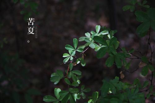 苦夏 文/绿波覆地 诵/田佳丽(图3)