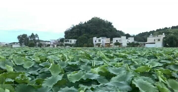 白景添:《白岩清荷》外三首