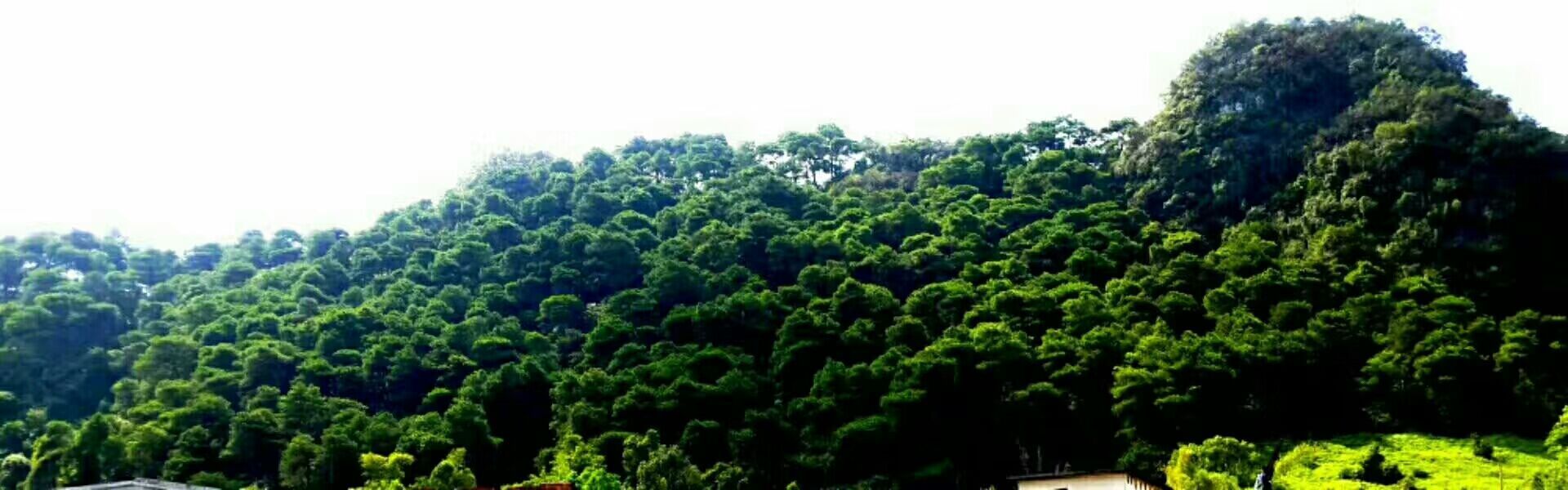 白景添:《白岩清荷》外三首(图3)