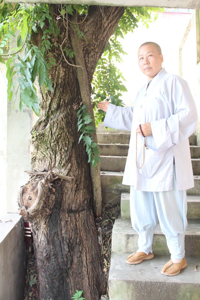 鄂州历史遗迹:青龙寺距今已有一千八百余年的历史(图6)
