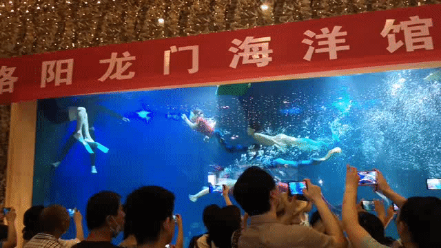 洛阳龙门海洋馆•美人鱼的传奇~让孩子和小小美人鱼一同遨游海洋(图12)