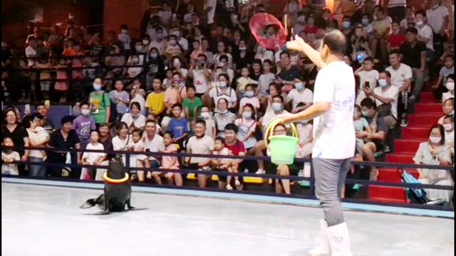 洛阳龙门海洋馆•美人鱼的传奇~让孩子和小小美人鱼一同遨游海洋(图22)
