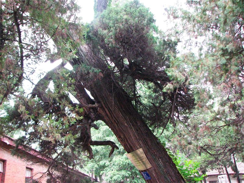 河南确山：一座经历多次更名的千年寺院（图3）