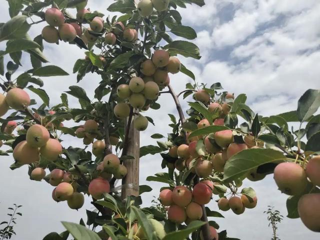 嗅一嗅，成熟的味道！ ​——山东沂河源田园综合体（图2）