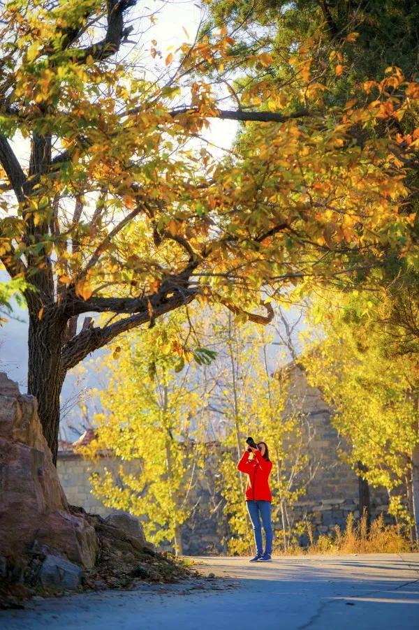 十一免费游香山，网红打卡免费游，万元大奖等您拿（图10）