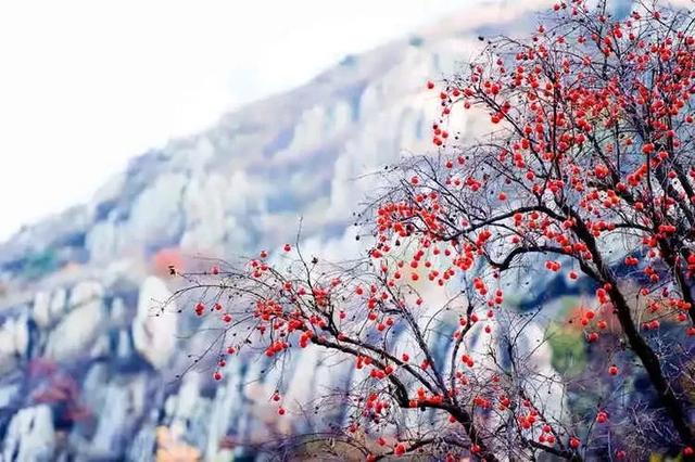 十一免费游香山，网红打卡免费游，万元大奖等您拿（图23）