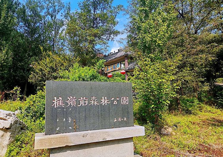 博山樵岭前看“六棵银杏树”