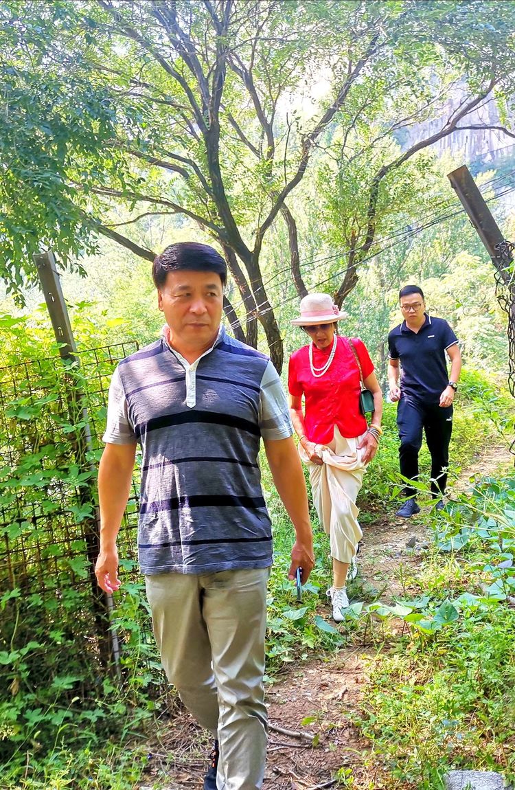 博山樵岭前看“六棵银杏树”(图15)