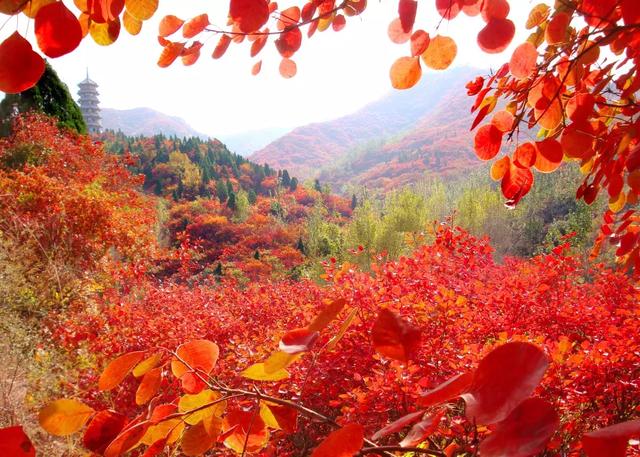 李世杰：南山红叶谷游记（图3）