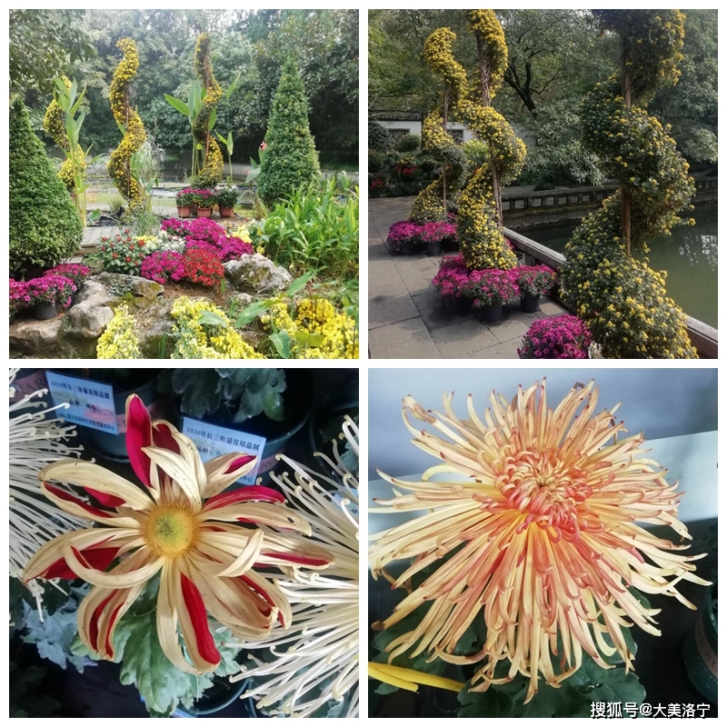 洛宁金玉国——赏菊