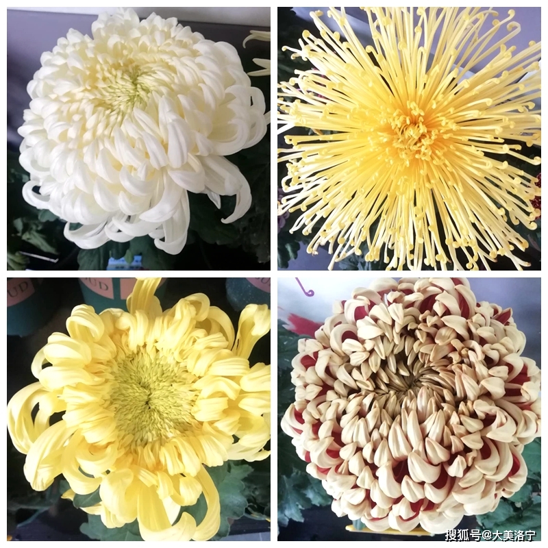 洛宁金玉国——赏菊(图3)