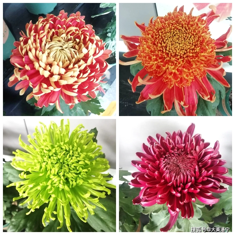 洛宁金玉国——赏菊(图5)