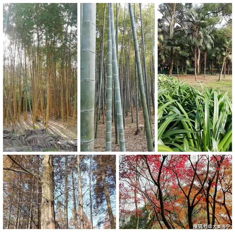 洛宁金玉国游记——林木深处观艺展(图3)