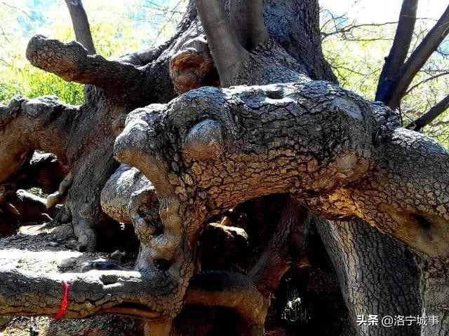 洛宁八大怪，你知道几个？