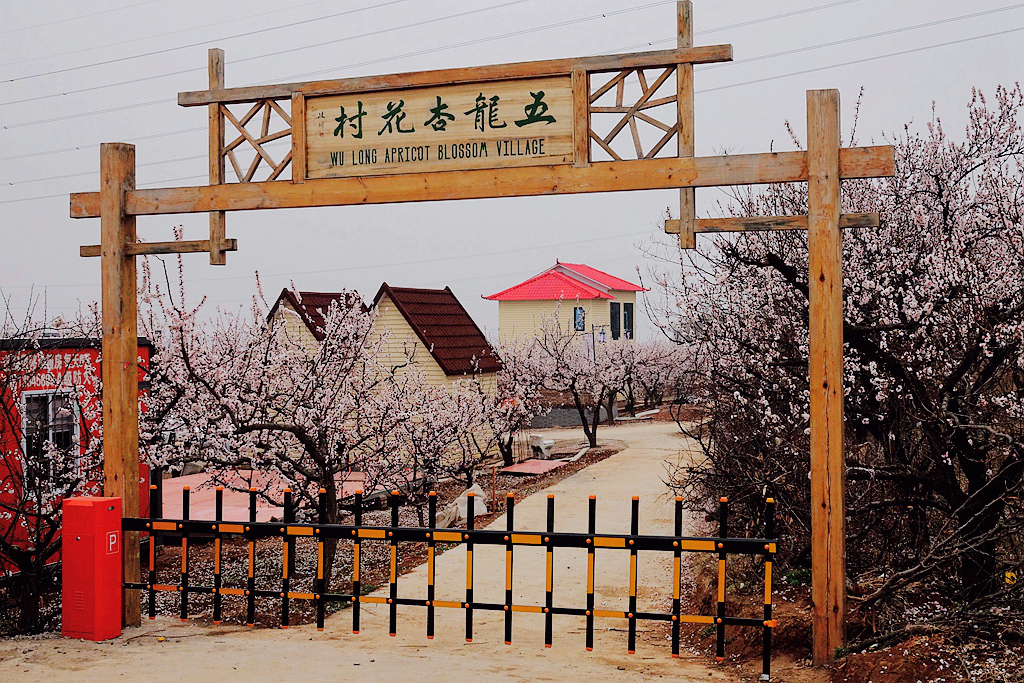 五龙杏花村