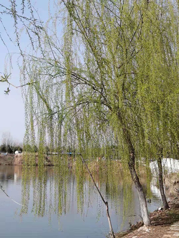开春踏青 亲子游玩 蓝闰农业生态园首届七彩蝴蝶文化旅游节来啦(图11)