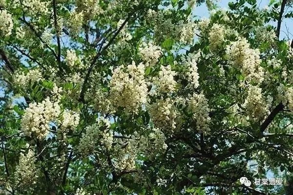《闲谝麟游》 作者：邹新社（陕西宝鸡）来源公号/甘棠遗爱（图12）