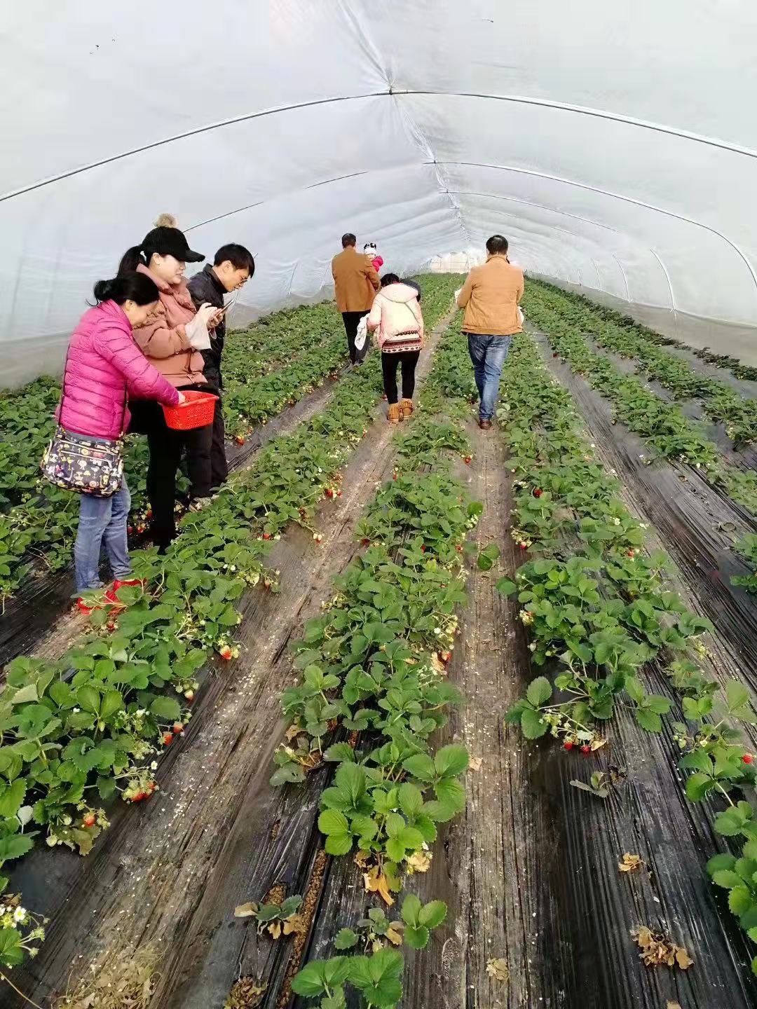 抓住草莓采摘的尾巴!“莓”好时光就在鄂州网红打卡地祥瑞草莓园