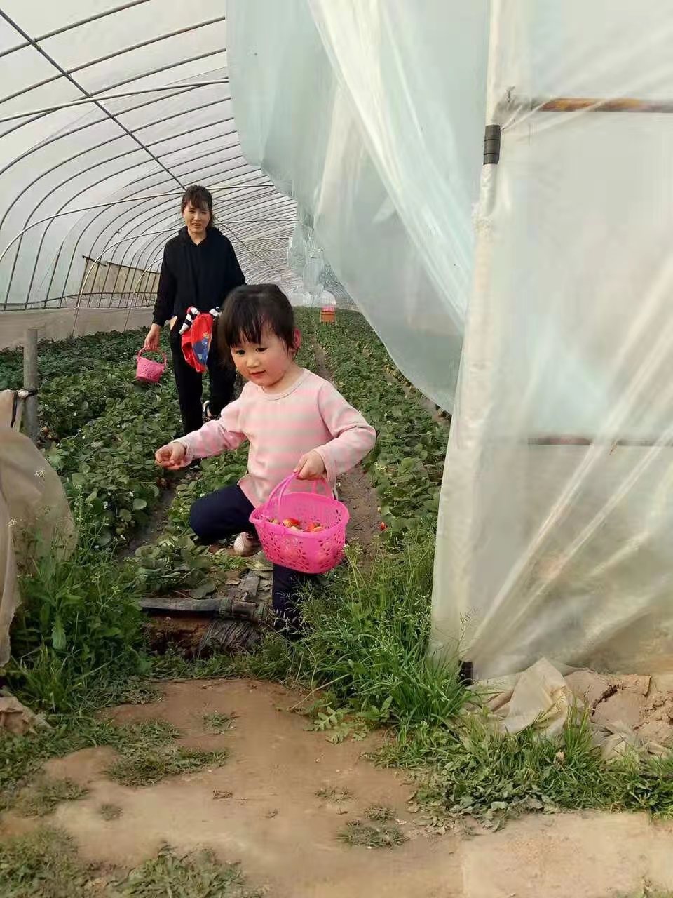 抓住草莓采摘的尾巴!“莓”好时光就在鄂州网红打卡地祥瑞草莓园