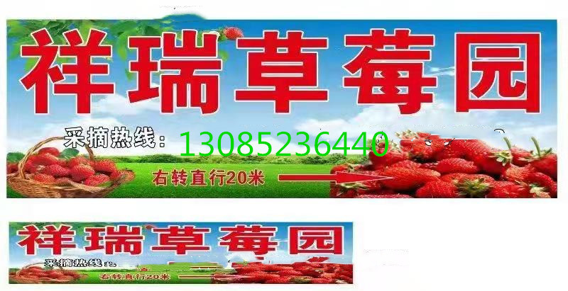 抓住草莓采摘的尾巴!“莓”好时光就在鄂州网红打卡地祥瑞草莓园