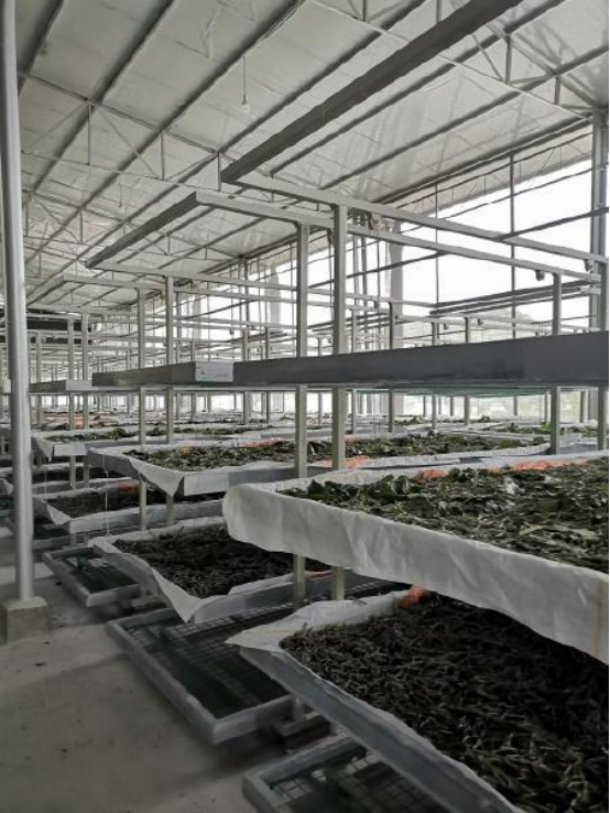 回顾仪陇县蚕桑生产的发展历程（图6）