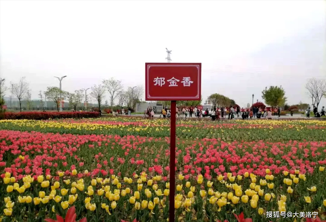 洛宁滨河公园花儿美(图2)