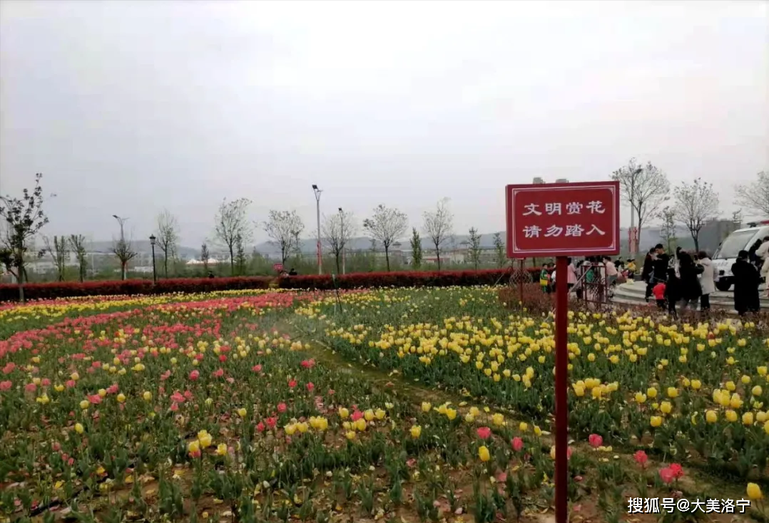 洛宁滨河公园花儿美(图3)