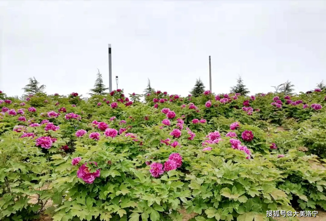 洛宁滨河公园花儿美(图4)