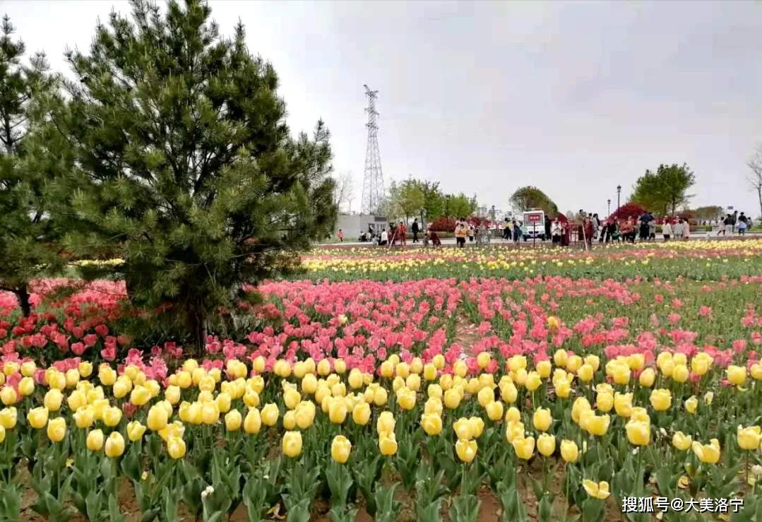 洛宁滨河公园花儿美(图5)