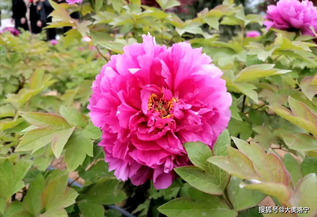 洛宁滨河公园花儿美(图6)