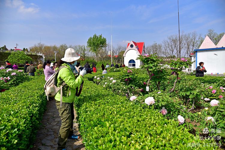 杜坡牡丹醉春心(图12)