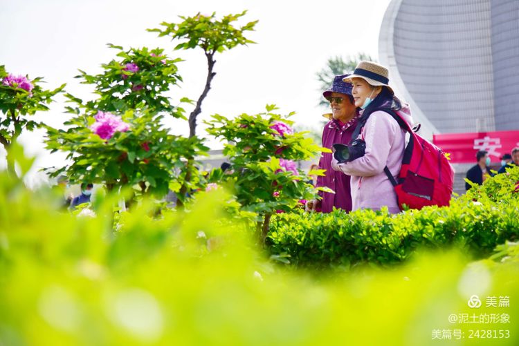 杜坡牡丹醉春心(图14)