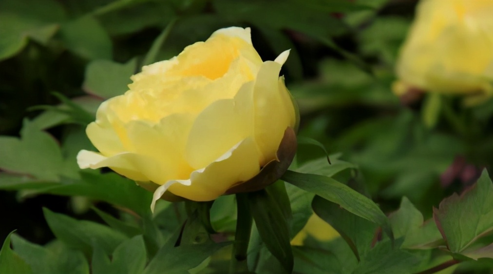 第39届中国洛阳牡丹文化节4月18日牡丹花情预报
