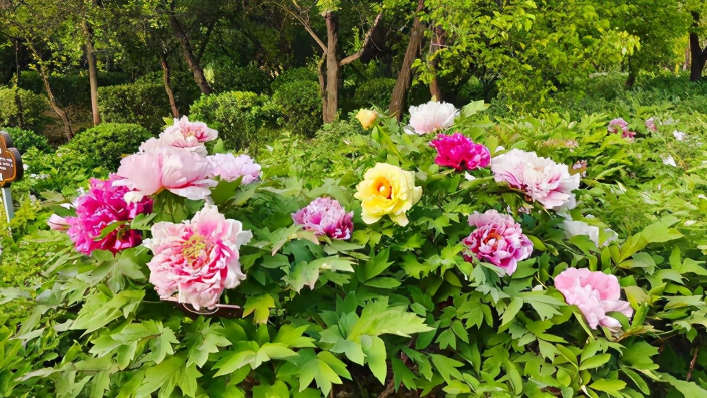 第39届中国洛阳牡丹文化节4月18日牡丹花情预报(图3)