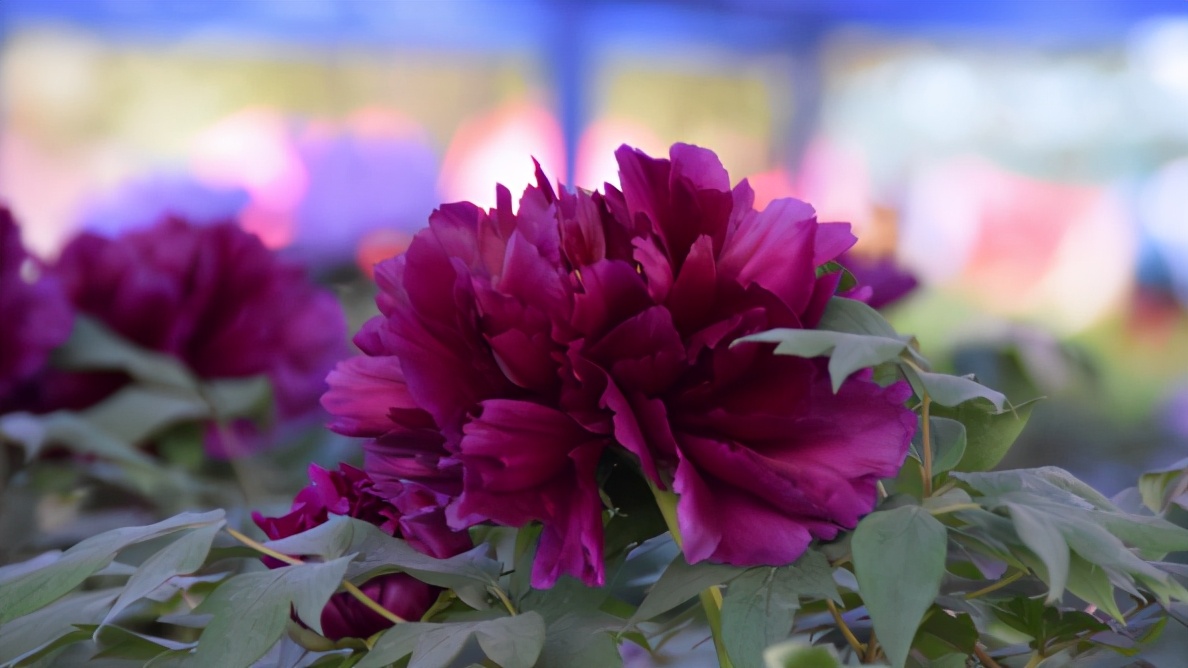 第39届中国洛阳牡丹文化节4月18日牡丹花情预报(图6)
