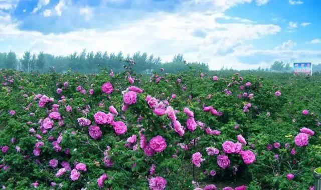 刘同芳：玫瑰园抒怀（图3）