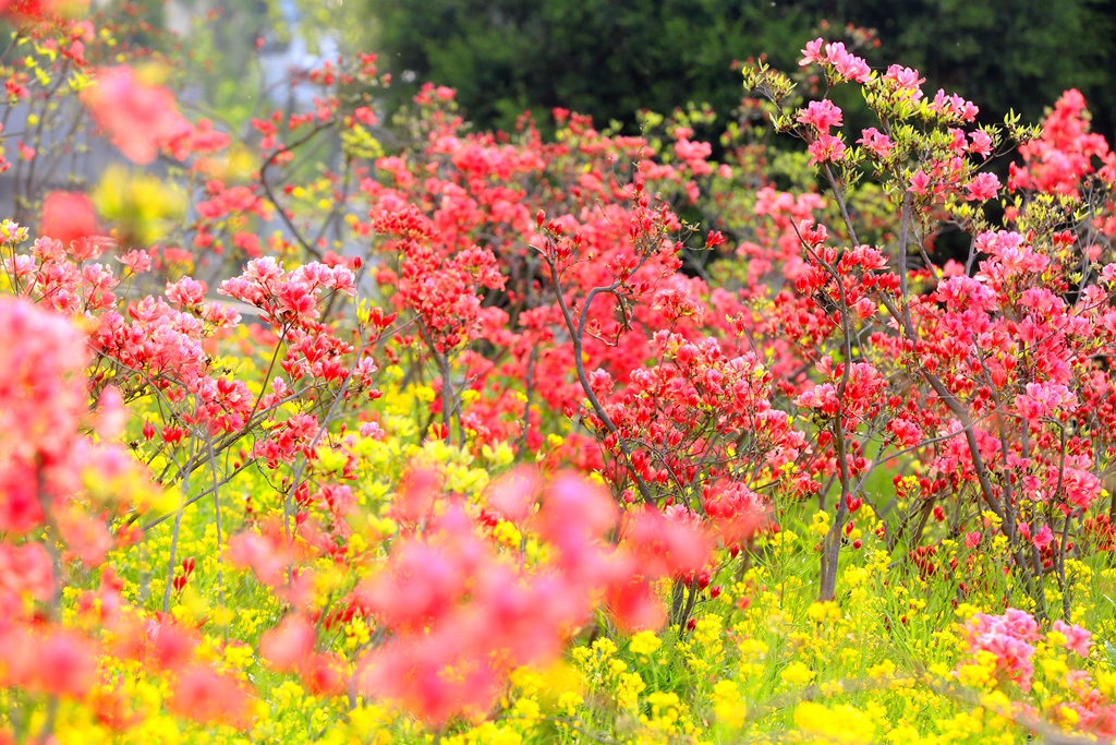 西泰山 盛开的 杜鹃花