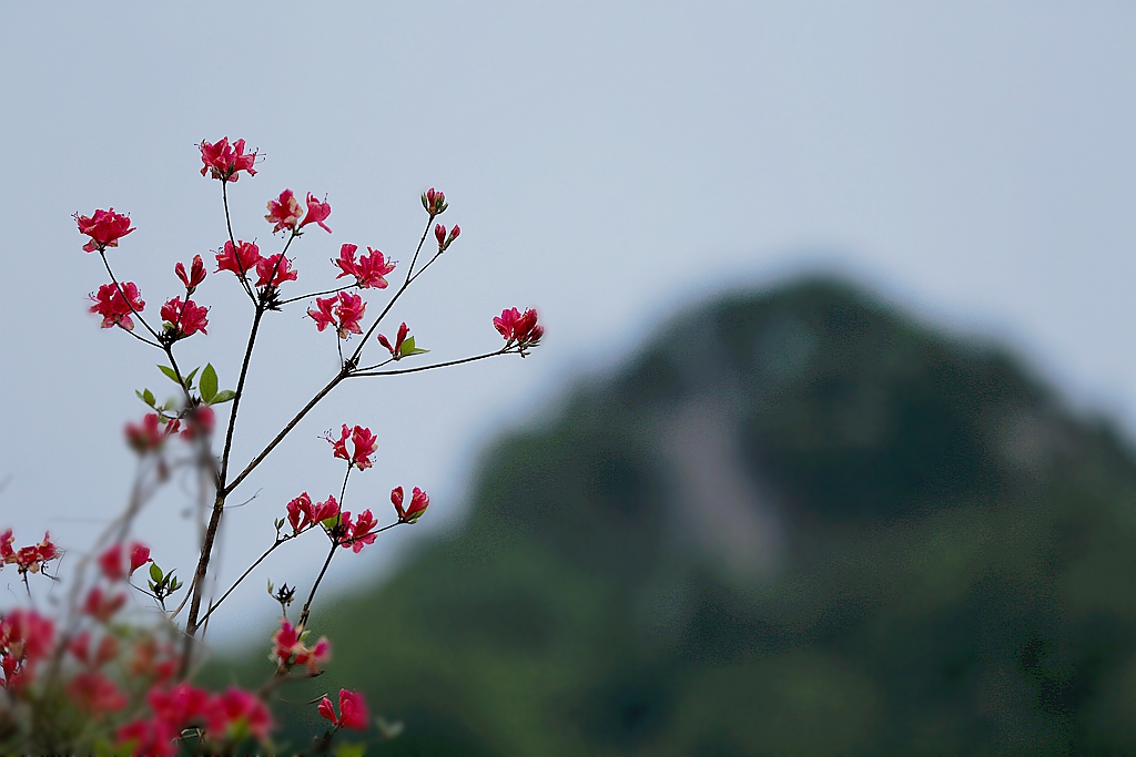 西泰山 盛开的 杜鹃花