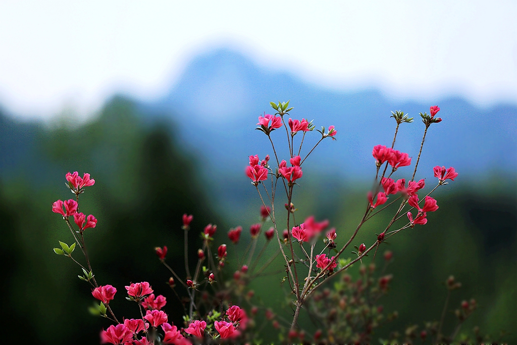西泰山 盛开的 杜鹃花