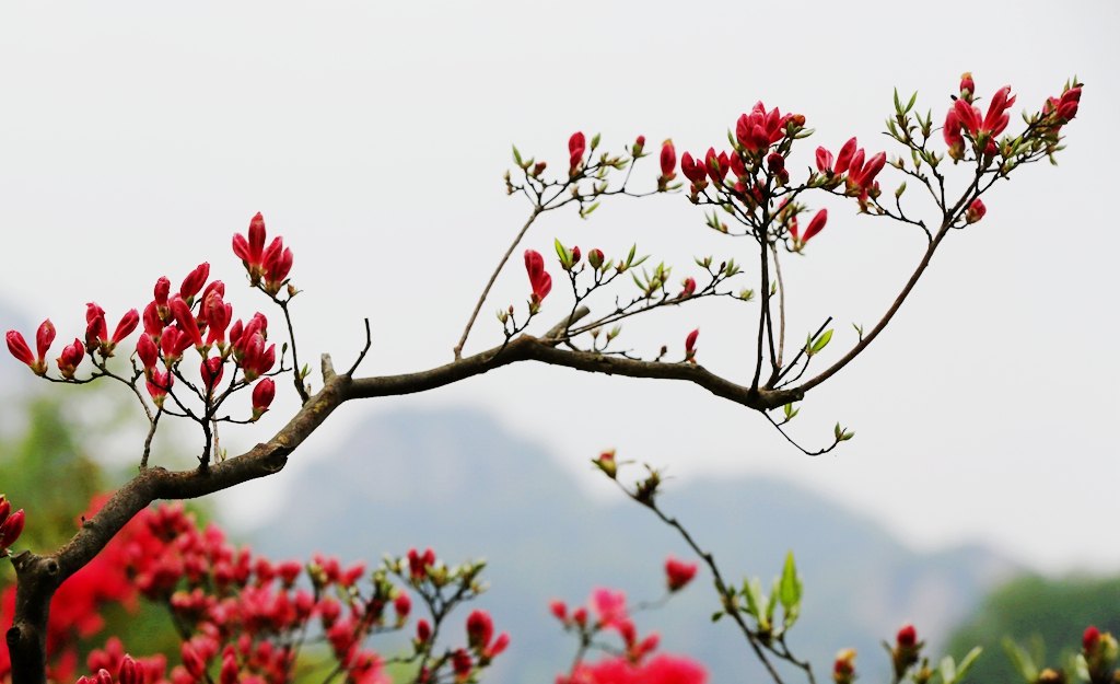 西泰山 盛开的 杜鹃花