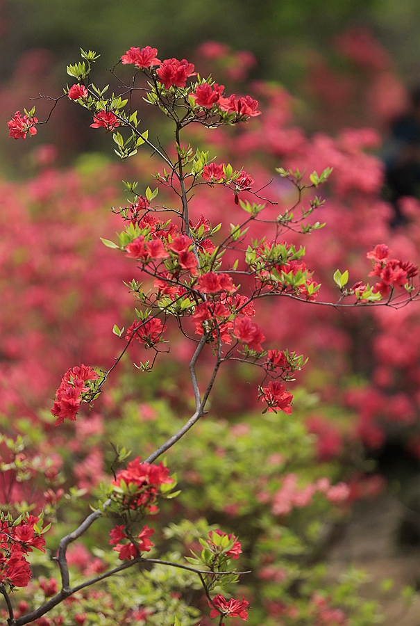 西泰山 盛开的 杜鹃花