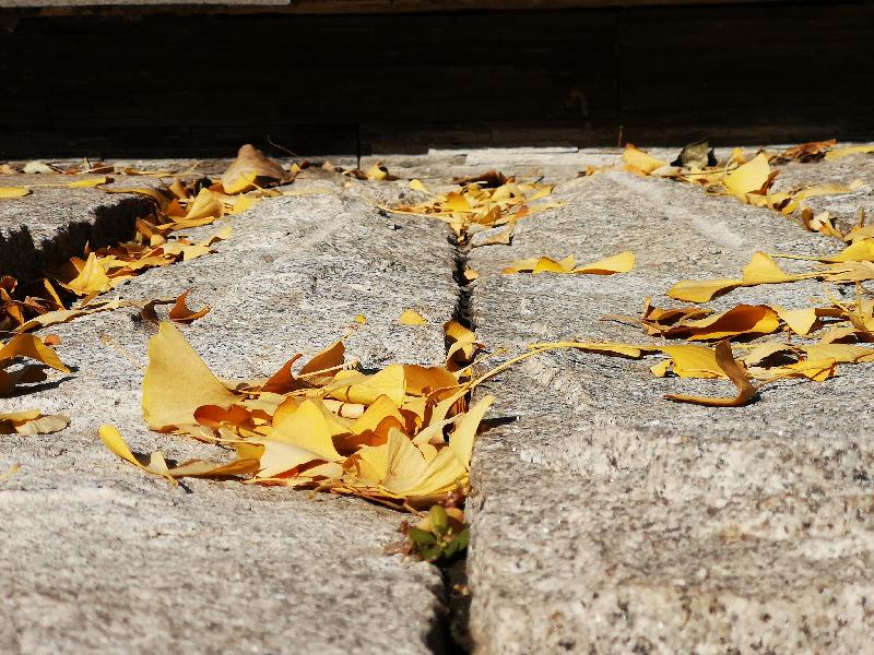 【四季·秋篇】《蝶恋花·秋思》 | 田渊（图2）