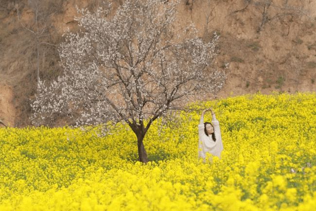 李梦佳 ▎《一棵开花的树》歌曲解读（图2）