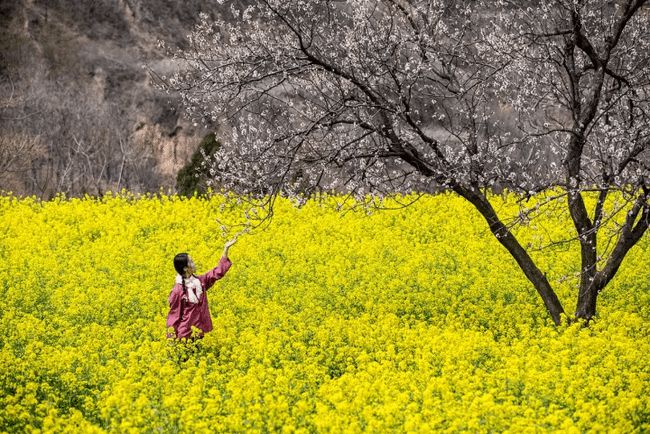 李梦佳 ▎《一棵开花的树》歌曲解读（图3）